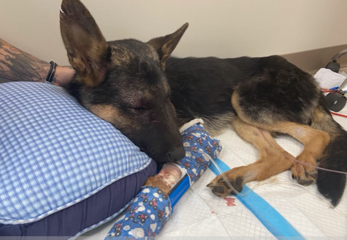 Shepherd pup beaten unconscious