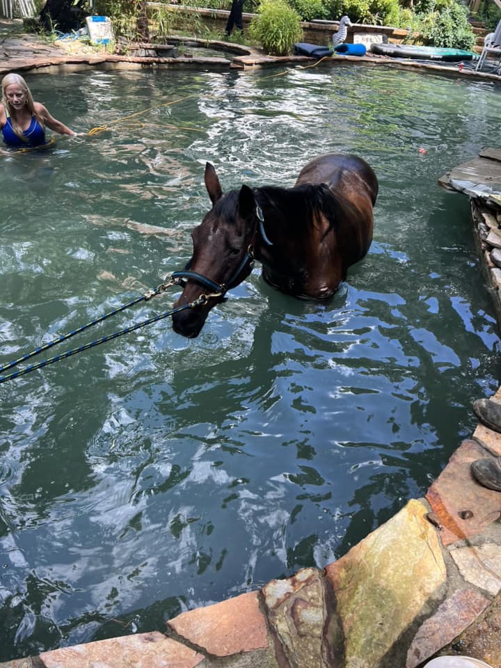 horse trapped in pool after getting spooked in a storm