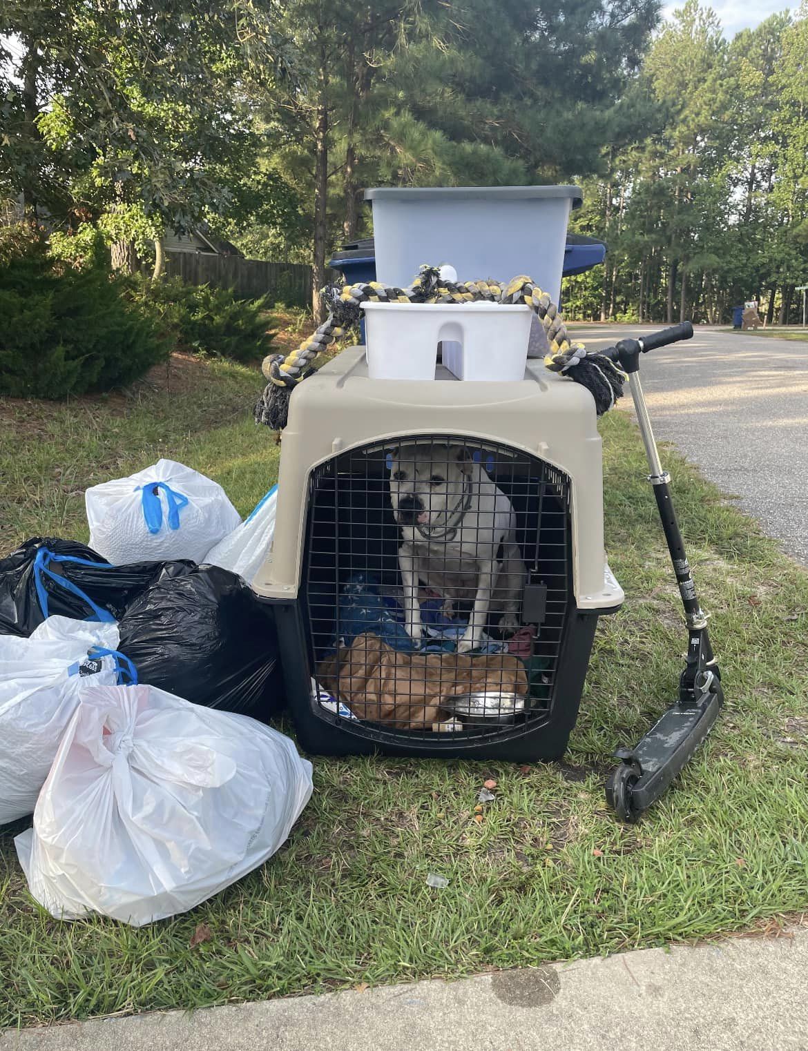 Dog who was set out with the trash has been adopted
