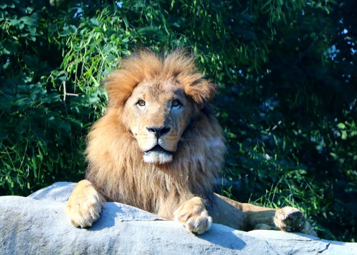 Zoo announces death of African lion.