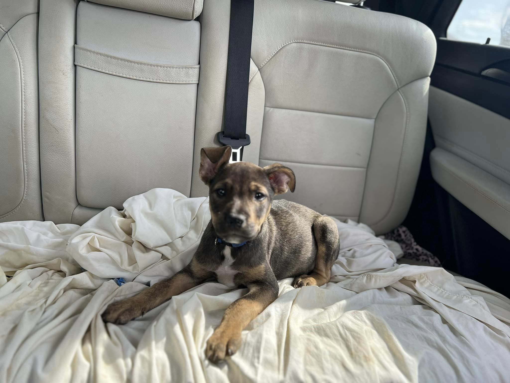 Puppy thrown from Jeep has been found/PAWS Bryson City