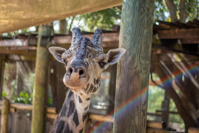 Zoo announces death of beloved giraffe, Rafiki