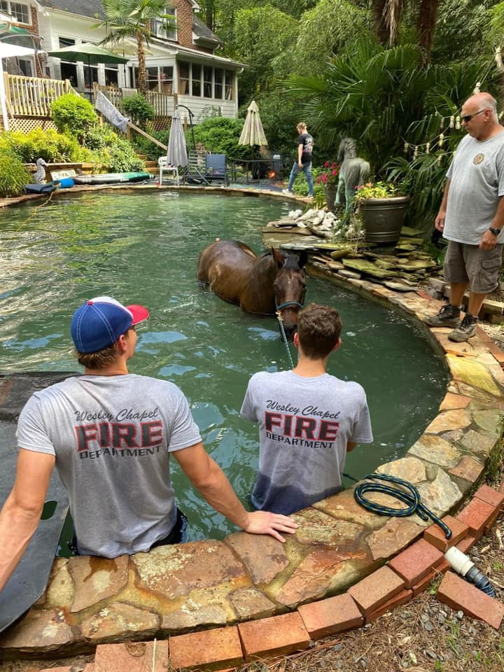 Horse rescued from a pool 