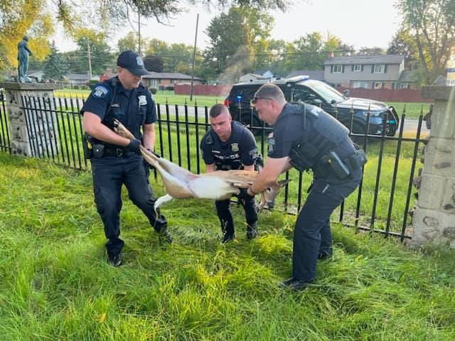 Officers rescue injured deer from fence