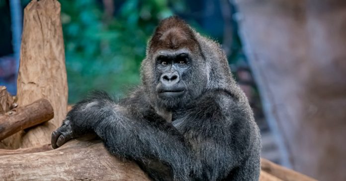 Zoo announces death of beloved gorilla, Oliver