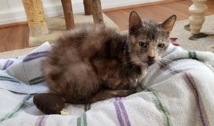 Senior cat, Jane, continues to wait for a home of her own