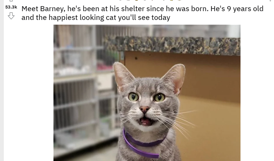 Senior cat finally adopted after nine years at shelter