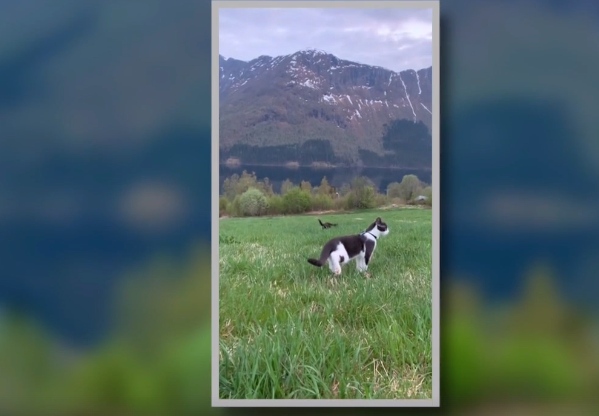 Adventuring cat dead after being involved in animal cruelty incident