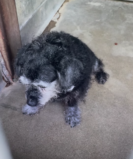 Sad senior dog trembles in his kennel