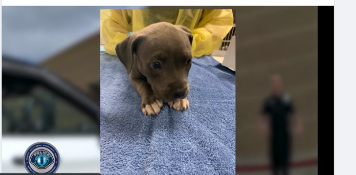 Puppy saved from possible fentanyl overdose