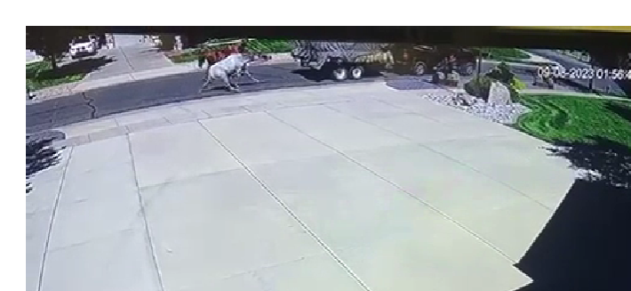 A horse collapses while being pulled behind a truck