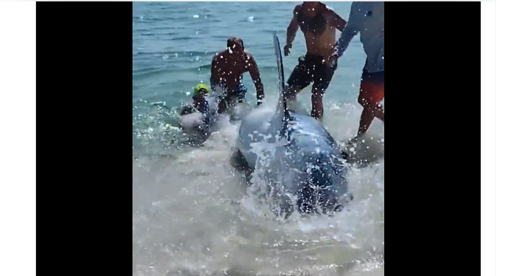 Men rush to rescue stranded shark/Screenshot Twitter
