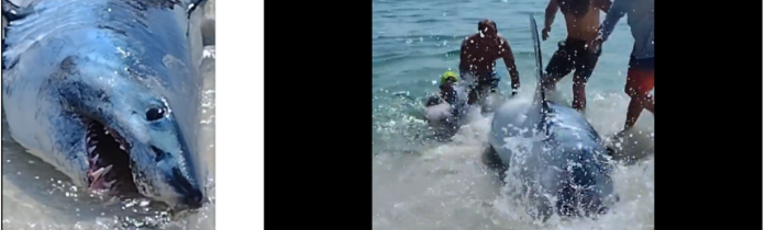 Men rescue shark stranded on Florida beach