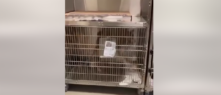 Dog is going crazy in his kennel 