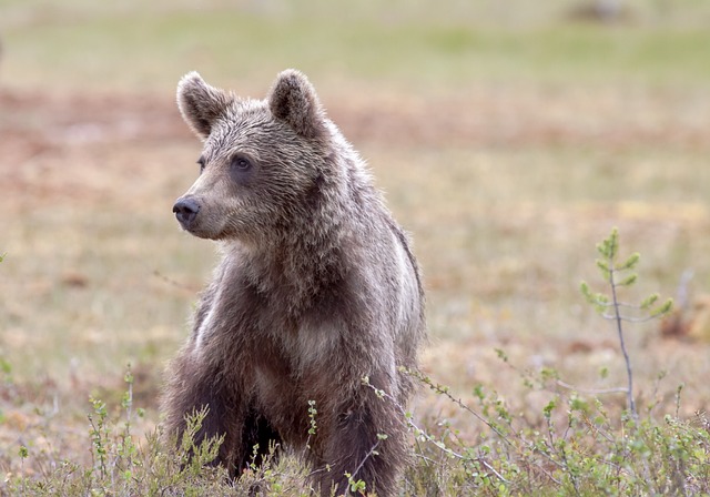A bear cub was captured (Stock image of a cub via Pixabay)