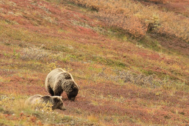 Wildlife officials killed a grizzly bear involved in fatal mauling earlier this summer