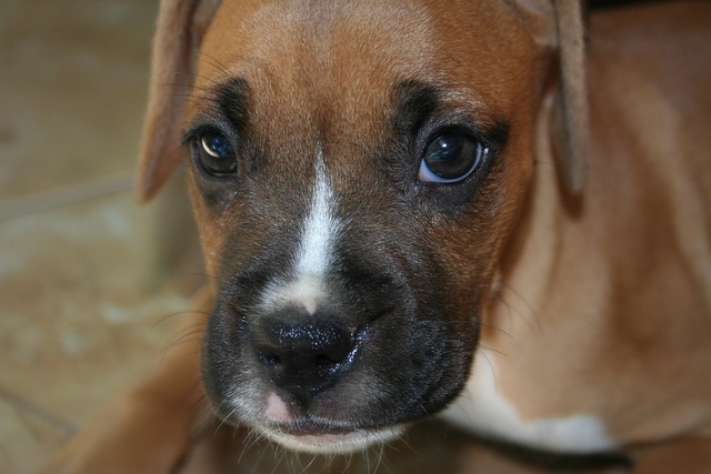 Man fatally beat puppy (stock image of a boxer puppy)