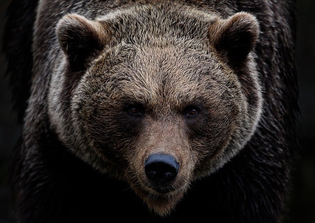 Hunter mauled by a grizzly bear (Stock image via Pixabay)
