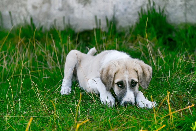 Dogs are getting sickened by fentanyl exposure (stock image via Pixabay)