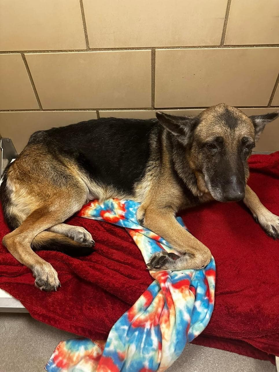 Senior Dog With Medical Issues Urgently In Need Of Rescue To Avoid ...