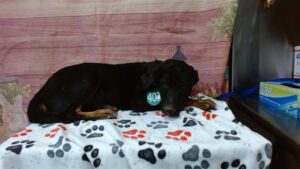 Puppy got sick at shelter now he is on euthanasia list