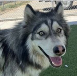 Quiet, affection dog scheduled to be put to sleep Aug. 23