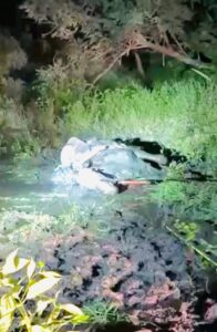 Spooked horse rescued after getting stuck in neck deep mud