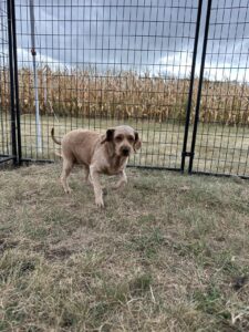 Shelter provides update on 131 surrendered dogs