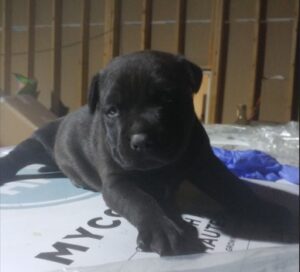 Stolen puppy