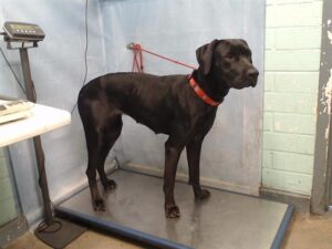 Gorgeous Labrador retriever waits for her family