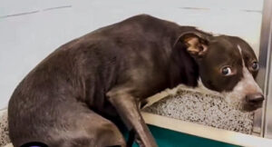 Terrified dog waits to be saved after death of owner