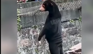 Is this "saggy pants" bear really a person?