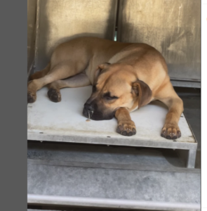 Puppy is sick and can be euthanized any time