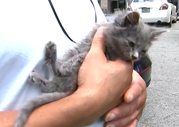 Man Rescues Kitten Tossed From Moving Car - National Animal News