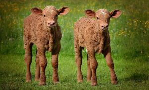 Two calves and a horse killed; police investigating