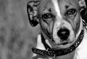 Stock image of Jack Russell terrier