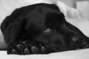 Pets being sickened by fentanyl exposure/stock image Pixabay