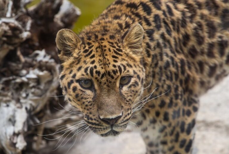 Zoo Mourns Death of Beloved Amur Leopard - National Animal News