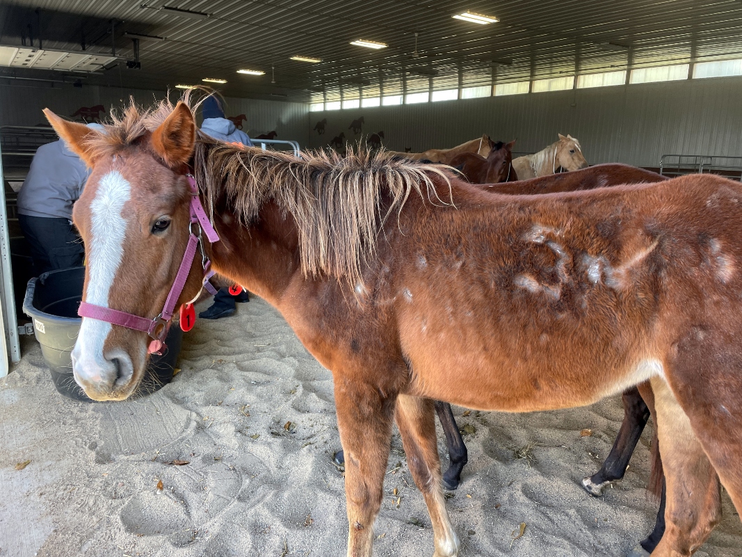 Dallas Co Horses-a.jpg