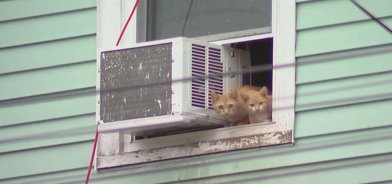 Cats seized in Auburn photo 4