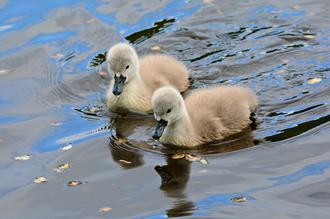 Free Cygnet Swanling photo and picture