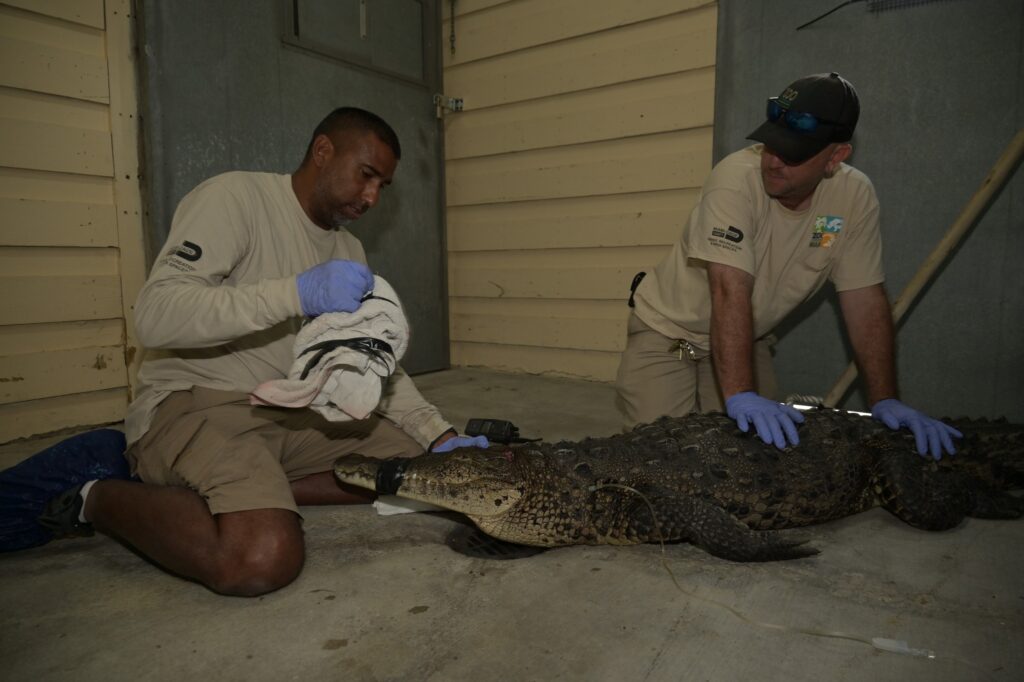 Zoo Works to Save Crocodile Found With Spear in Her Head
