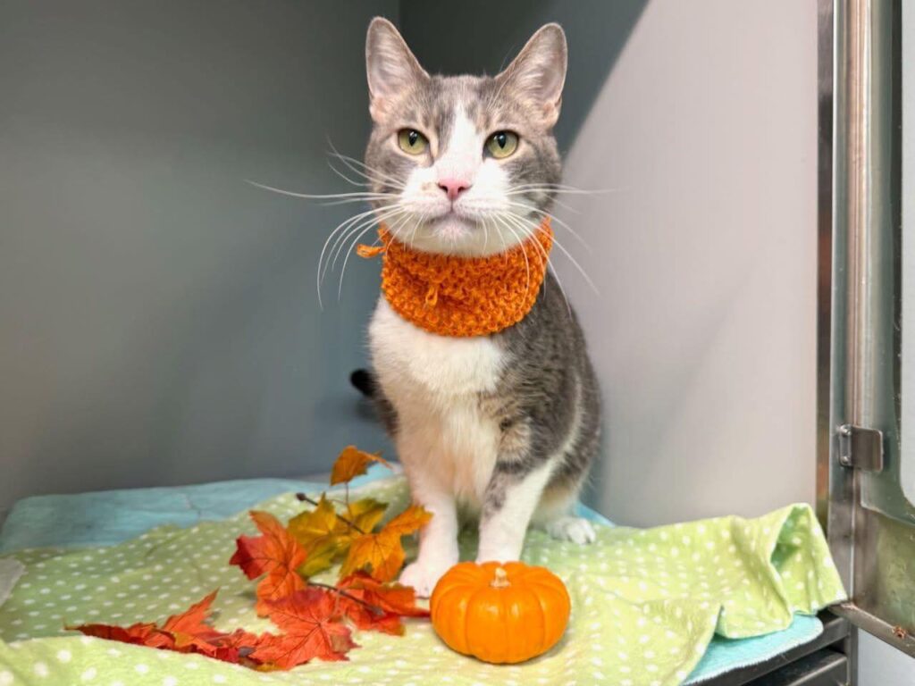 Beloved Senior Cat Surrendered and Now Waiting For Someone to Notice Him