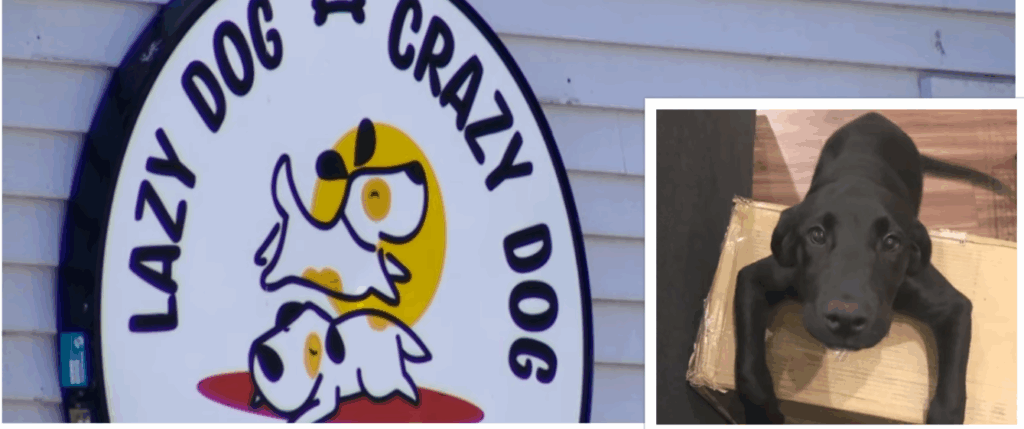 Dog Daycare Closes After Staff Member Kills Boarded Dog