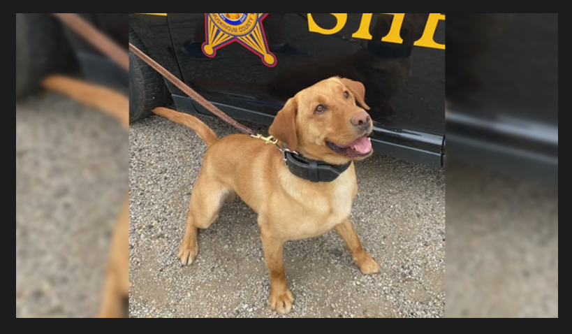 Sheriff’s Deputy Charged After K9 Dies in Hot Patrol Car