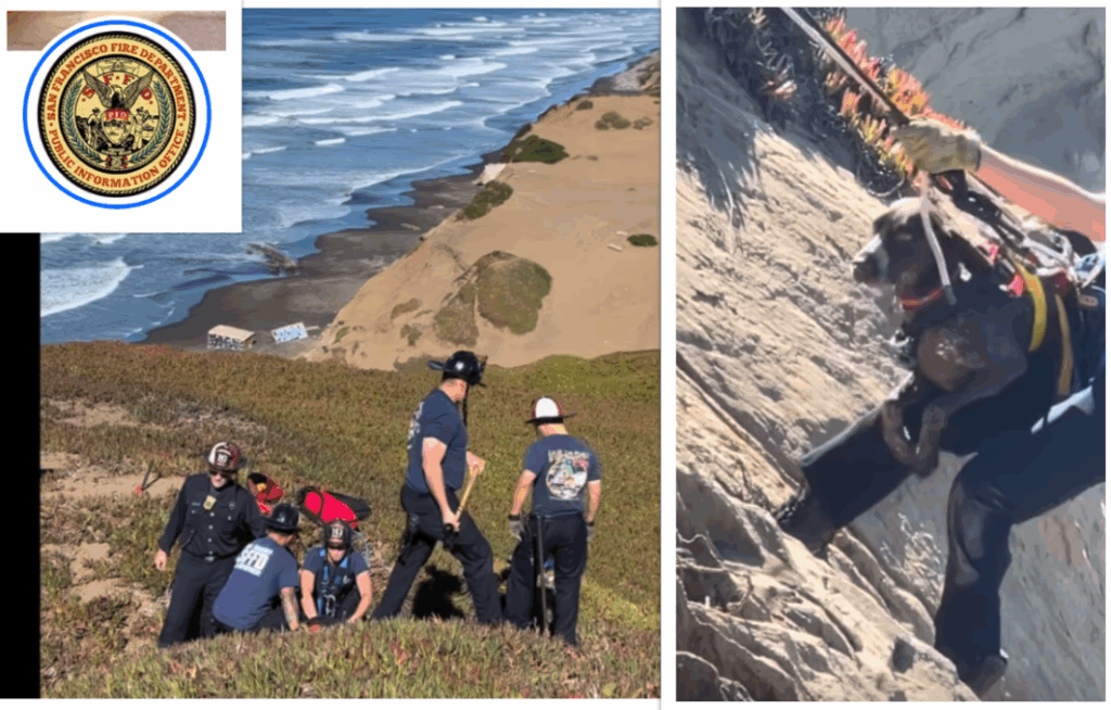 Heroes Save Dog Who Went Over San Francisco Cliff