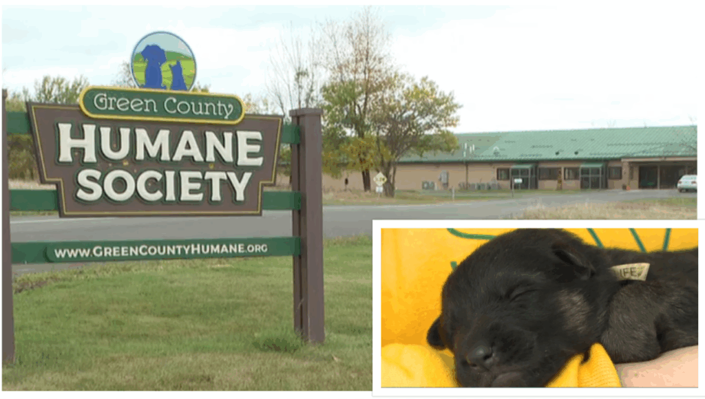 Man Charged: 18 Neglected Shepherds Found in Dark Shed, One Dog Dead