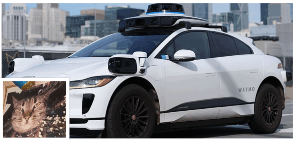 Community Mourns Death of Bodega Cat, Killed by Self-Driving Car