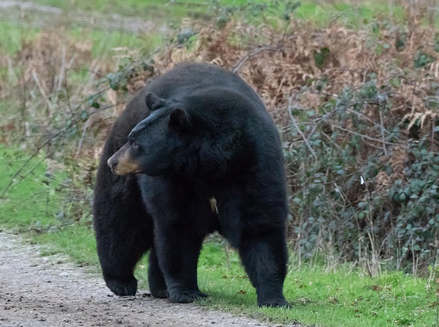 Officials Admit They Killed the Wrong Bear – One Not Involved in Fatal Mauling