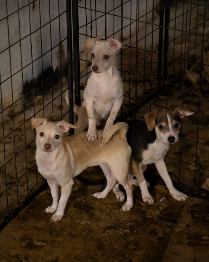 46 Dogs Saved from Hoarding Situation